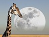Žirafa v NP Etosha (Namibie, Dreamstime)